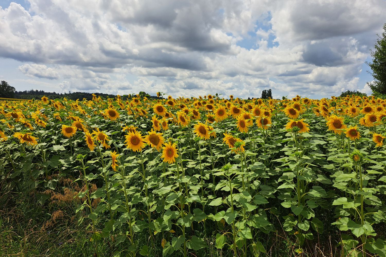 Sonnenblumen